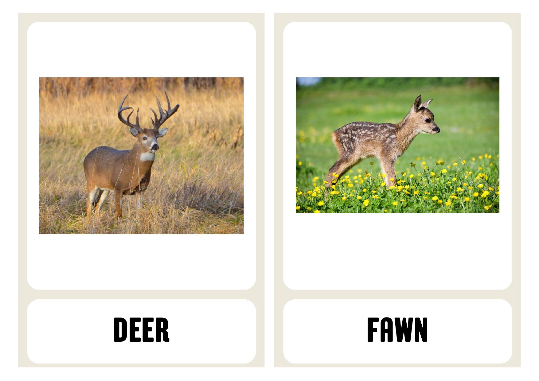 Animal Parent & Baby Matching Cards photo 2