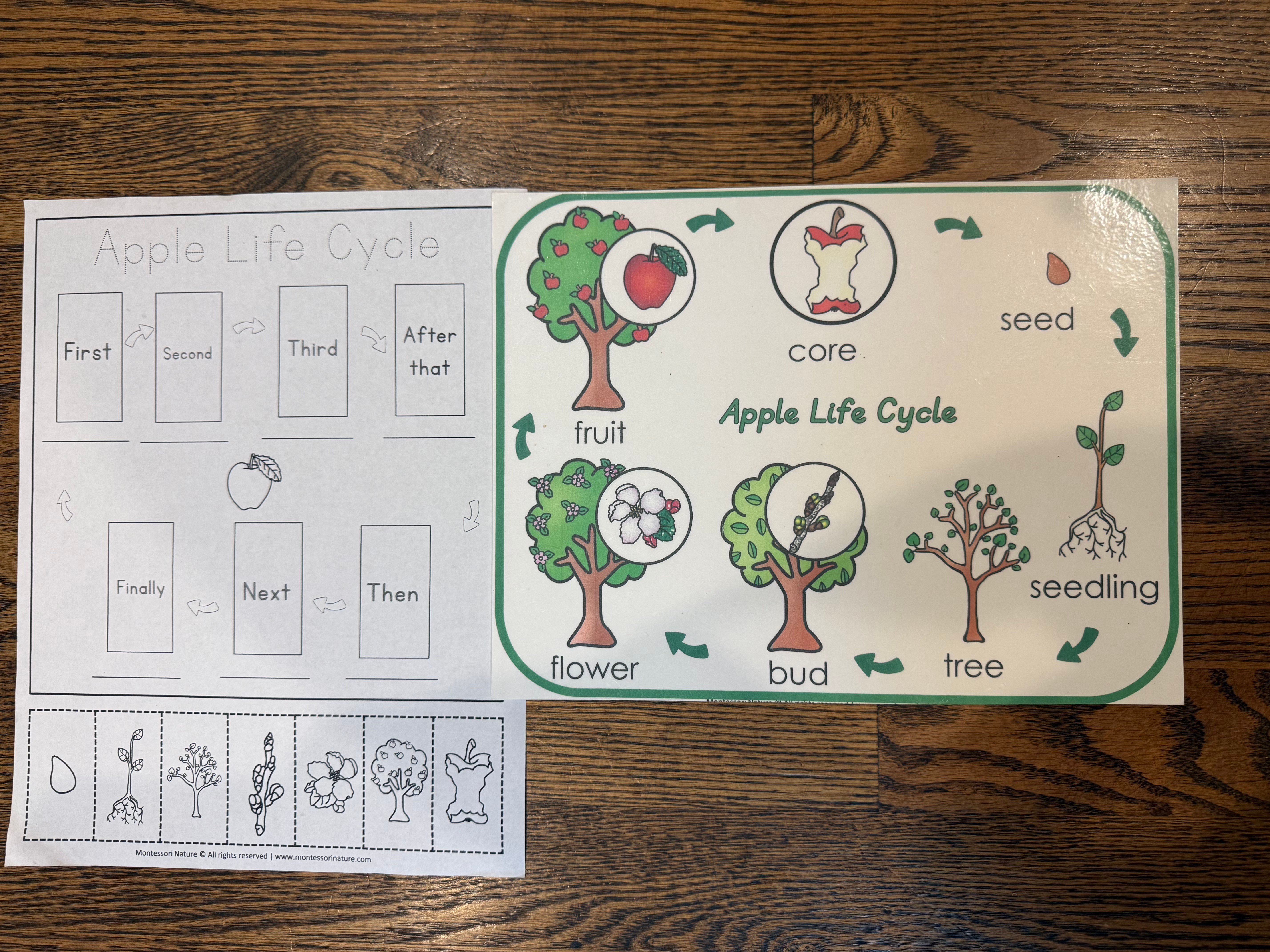 Apple Life Cycle: A Fall Science Activity